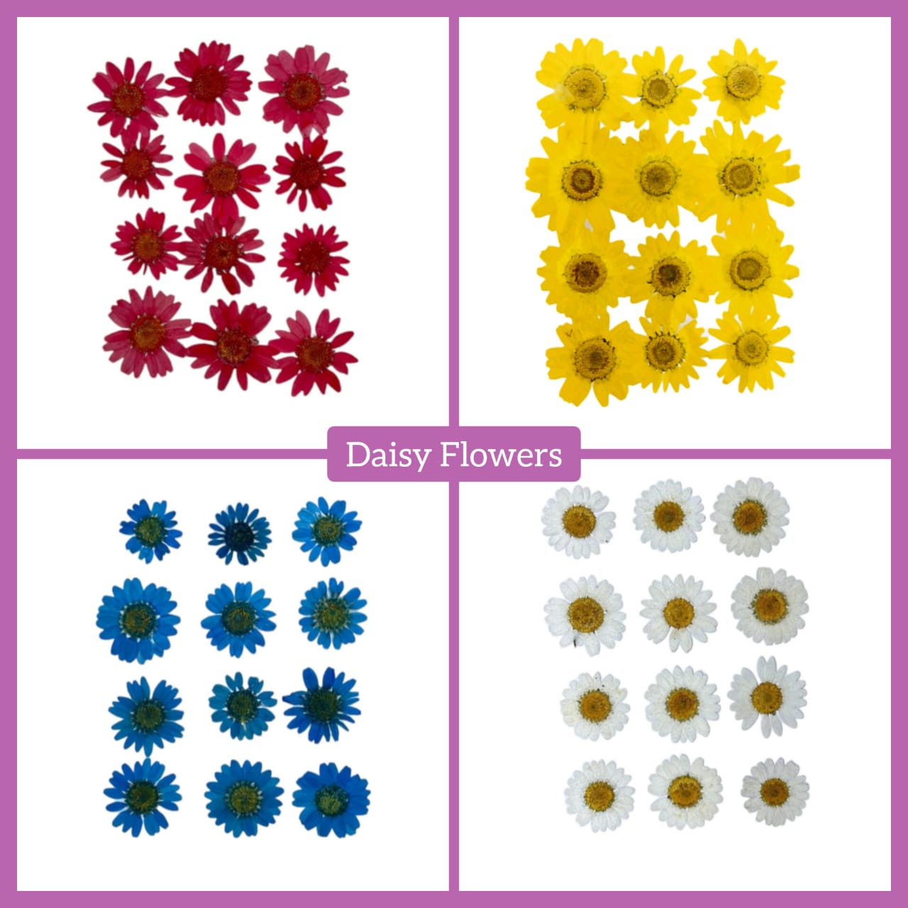 Daisy Flowers